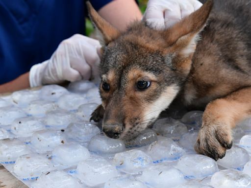 Awwww! Four endangered American red wolf pups 'thriving' since birth at Missouri wildlife reserve