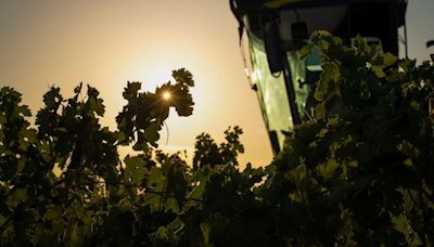 La Rioja reduce a un máximo de 600.000 euros la ayuda a la destilación de vino para las cooperativas