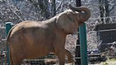 Louisville Zoo Plans to Retire Its 2 Remaining Elephants to a Sanctuary for 'Aging' Animals