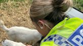 Pair of stolen goat kids returned home