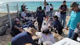 Buscan resguardar huevos de tortuga marina en playas de Cancún
