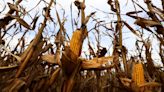 As climate shifts, a leafhopper bug plagues Argentina's corn fields