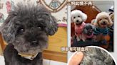 貴婦狗暫託於寵物褓姆突然死亡 狗主痛失愛犬盼為愛犬追討公道