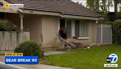 Watch: Bear steals package of Oreos from California home