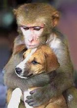 monkey love | Animal hugs, Funny monkey pictures, Monkeys funny