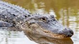 Human remains found in alligator jaws amid search for missing Texas woman