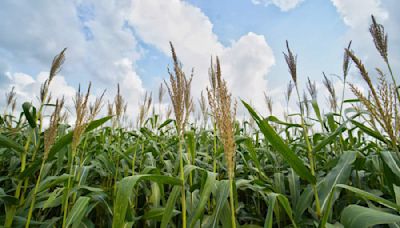 Fenalce pide apoyos para producción de maíz y soya en Colombia