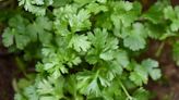 La sencilla manera en que puedes cultivar cilantro en casa