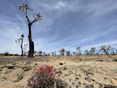 Mojave National Preserve