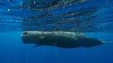 Scientists are learning the basic building blocks of sperm whale language after years of effort