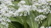 Controlling Allium Plants & How To Manage Flowering Onions