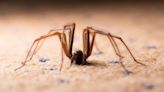 UK spiders: The 24 British spiders you're most likely to find in your house