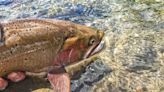 On the Fly: Fishing the spring flush on the Fryingpan