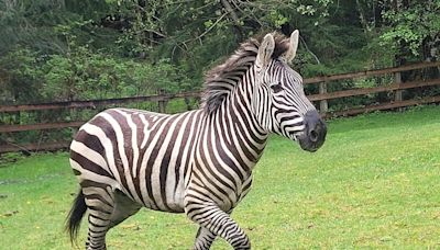 Hunt for zebra that escaped its trailer and went on the run