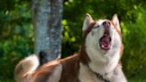 Why Do Huskies Talk So Much? It All Comes Down to History