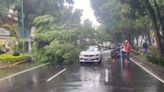 Accidente vial por caída de árbol en Coyoacán