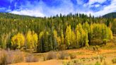 New Mexico forests show some improvements, a new report reveals