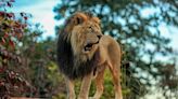 Zoo worker mauled to death by lion at Japanese safari park