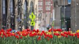 NY Blooms Report: Track flowers blooming now across New York