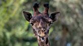 ‘Heartbreaking’: Masai giraffe calf dies shortly after birth at the Sacramento Zoo