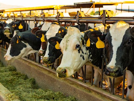 Bird flu spread to cows takes 'dangerous' step towards infecting humans through respiration, scientists warn