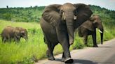 Elephants trample Spanish man to death in S Africa