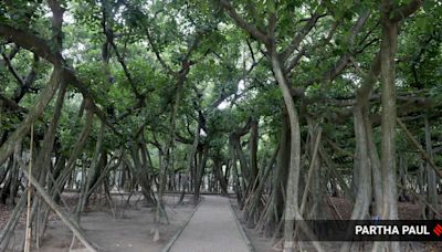 Asia’s largest botanical garden in West Bengal fights to save trees uprooted by cyclones