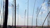 Extreme drought is forcing Wood Buffalo National Park to more aggressively tackle wildfires