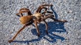 Jaywalking tarantula causes motor accident in Death Valley