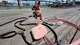 The Best Hands-Free Dog Leashes of 2024