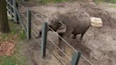 Court Rules Bronx Zoo Elephant Named Happy Isn’t Legally A Person