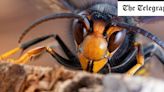 Concern for bees as Asian hornets survive UK winter for first time