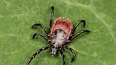 Frigid air can be bad for humans, but is it good for killing ticks?