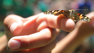 Santa Margarita kids release butterflies into school garden