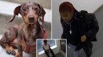 Teens busted in NYC dognapping of beloved dachshund Milkshake, tried to extort heartbroken owner: cops