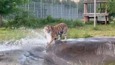 Watch: Rescued animals show off athleticism before Summer Olympics