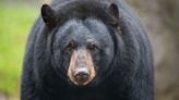 Officials confirm first documented fatal black bear attack in California history