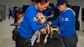 Over 120 dogs seized from New Jersey compound used in alleged dogfighting ring