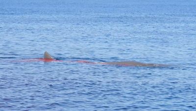 Sperm whale killed by ship in Strait of Gibraltar