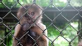 Puerto Rico's only zoo to close after years of animal welfare complaints