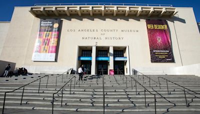 El dinosaurio Gnatalie llega al Museo de Historia Natural del Condado de Los Ángeles