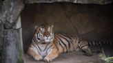 14-year-old tiger at Ohio zoo dies of COVID complications, big cat will be 'greatly missed'