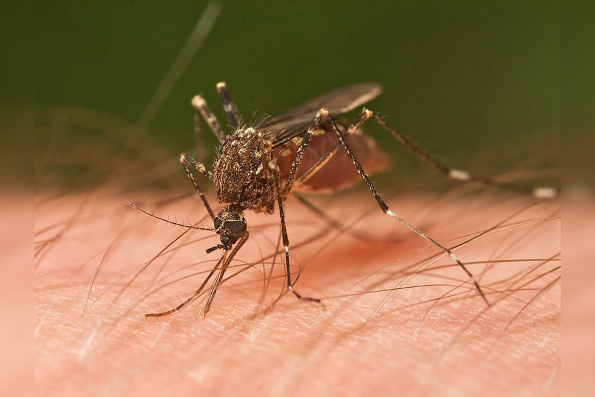 West Nile Virus Detected in Huntington Beach Mosquitoes, Orange County on Alert