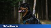 Un niño herido al ser atacado por un perro al que la Policía tuvo que disparar con su pistola táser en Madrid