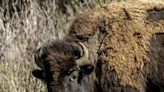 Genetic variation may have made bison white