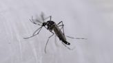 EE.UU. alerta de amenaza de dengue en el país tras dispararse los casos en el mundo