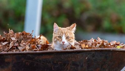 How to stop cats fouling in your garden: 10 simple tips