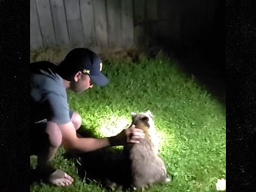 Choking Raccoon Saved By Michigan Man, Heroic Act Caught on Video