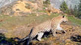 Elusive and rare leopard — considered extinct for 45 years — caught on film in Turkey