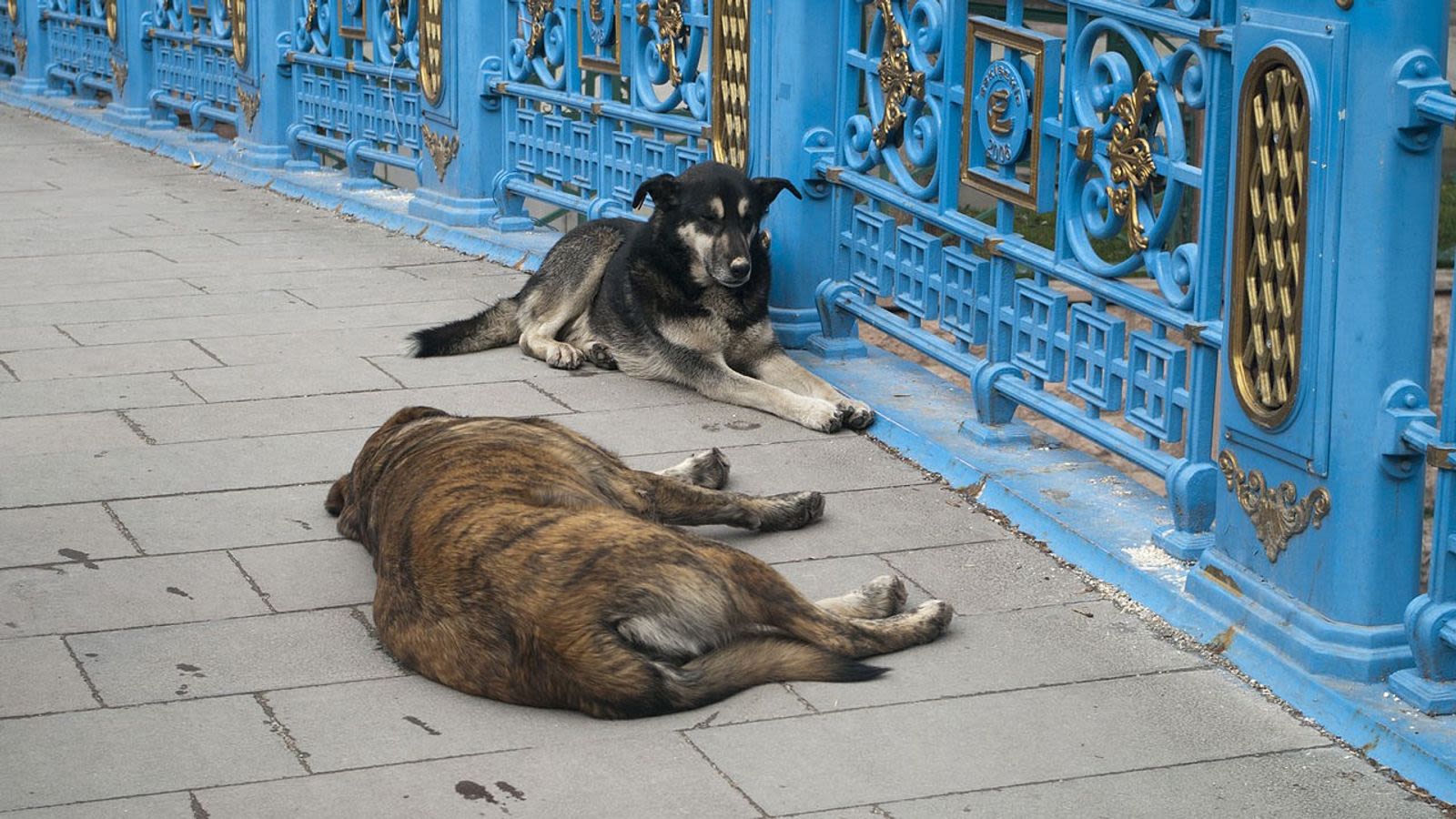 Bill paving the way for the killing of stray dogs in Turkey becomes law